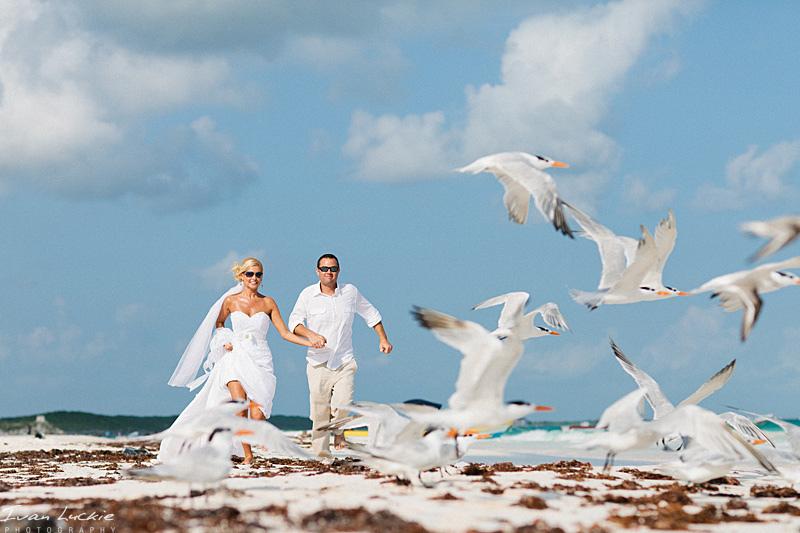 Hochzeit - seagulls flight