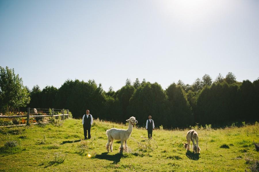 Wedding - Playing with alpacas