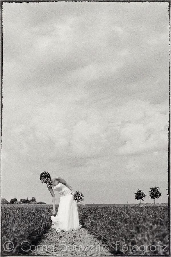 Wedding - Dutch wedding in field of lavender