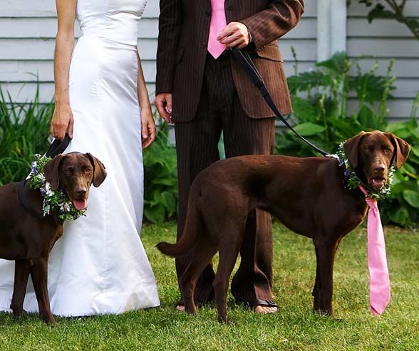 زفاف - Wedding Pets 