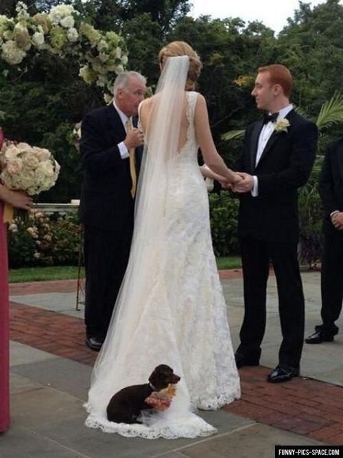 Hochzeit - Wedding Pets 