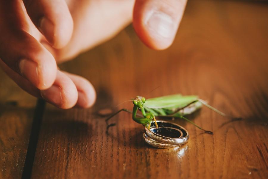 Wedding - The Mantis