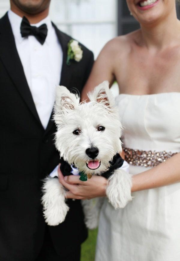 Свадьба - Pets Of Honor