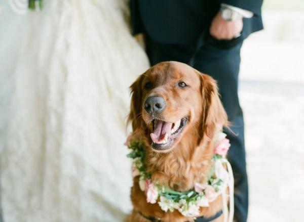 Mariage - Pets Of Honor