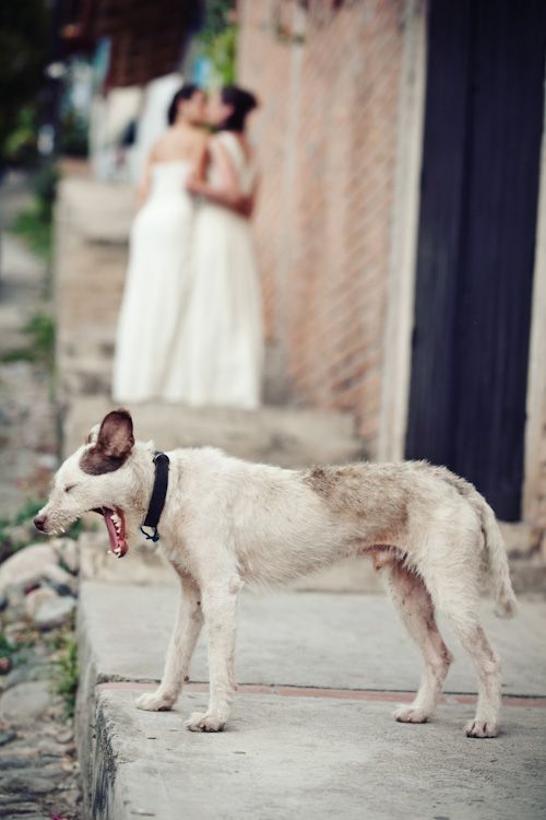 Mariage - Pets In The Wedding - Man's Best Friend 