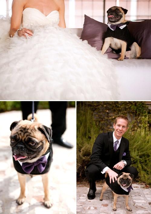 Свадьба - Pets In The Wedding - Man's Best Friend 