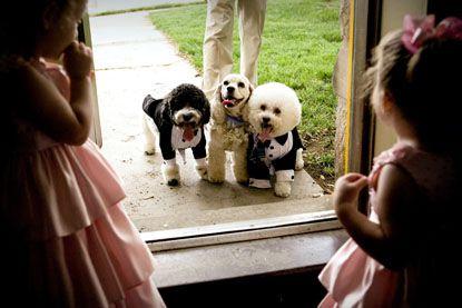Hochzeit - Pets In The Wedding - Man's Best Friend 