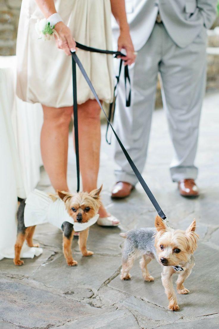 زفاف - Wedding Pets 