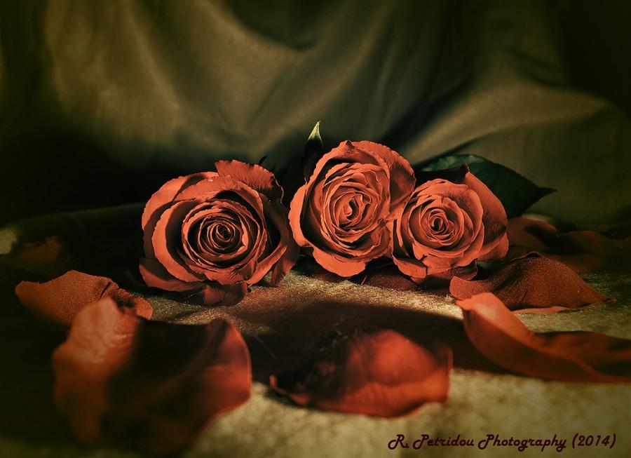زفاف - Nostalgic Roses