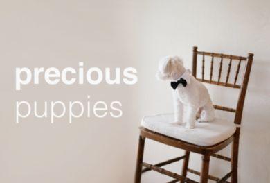زفاف - Precious Puppies