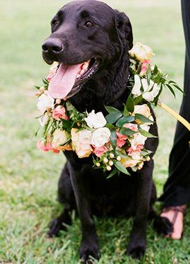 Wedding - Precious Puppies