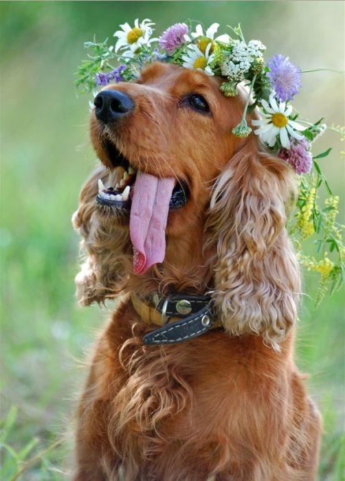 Hochzeit - Ich bin ein Blumenmädchen, Too.