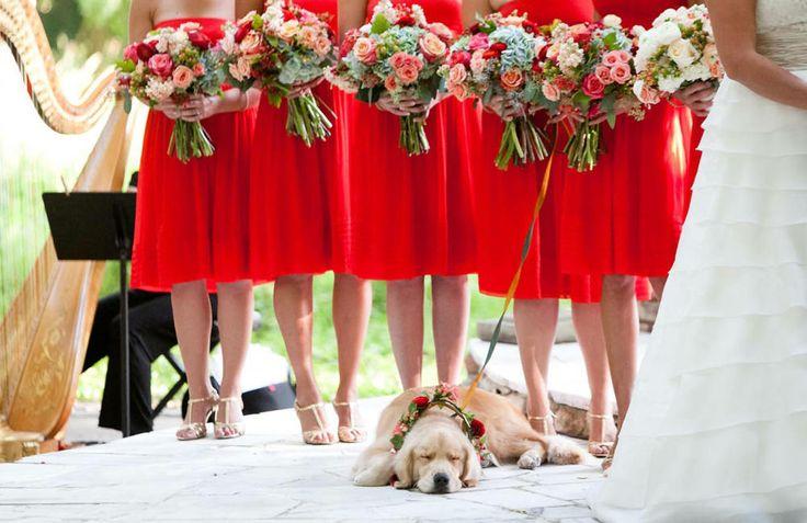 Wedding - Bridesmaids With The Family Pup 