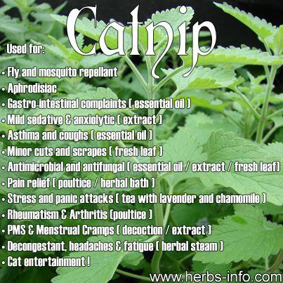 Mariage - ❤ Herb Of The Day: Catnip ❤ 