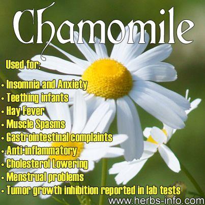 Mariage - ❤ Chamomile - Uses And Benefits ❤ 