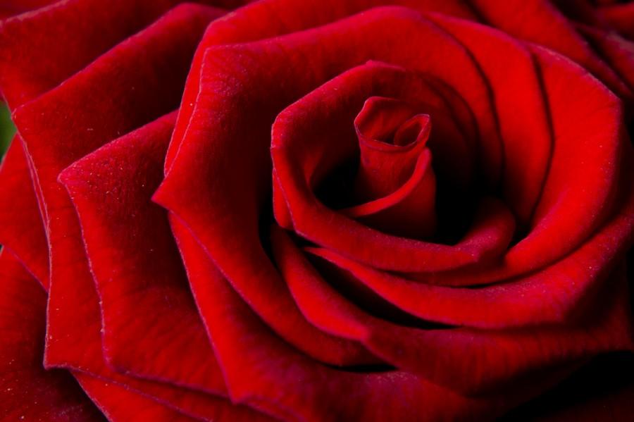 Hochzeit - Eine Rose.