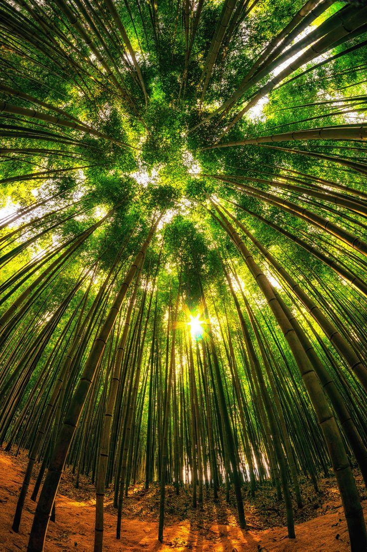 Mariage - Damyang bambou Corée du Sud Forêt