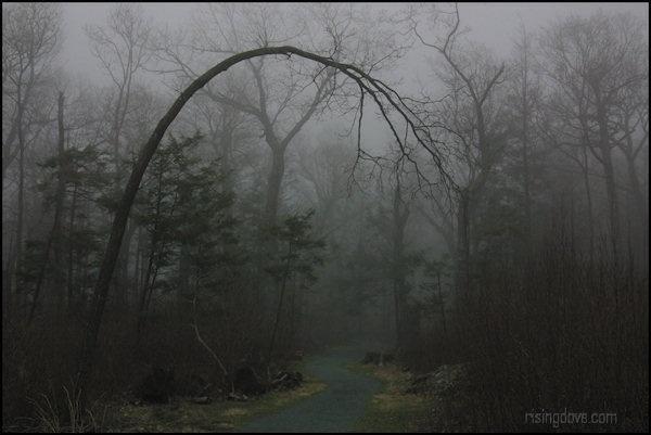 Wedding - A Wedding Trellis For Dracula? 