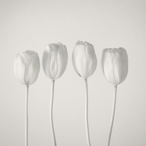 Mariage - Tulipes blanches