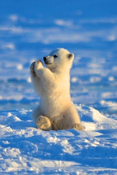 Wedding - Baby Polar Bear 