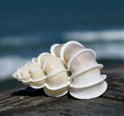 Hochzeit - Wentle Seashell-Falle