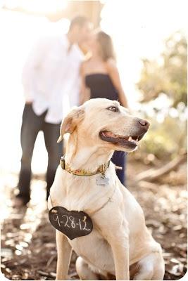 Wedding - "Ah Yes! My Human Are Getting Married." Cute Save The Date Photo With Your Dog.