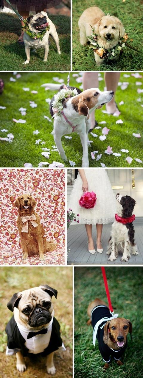 Wedding - Pets As Your Ring Bearer!! 