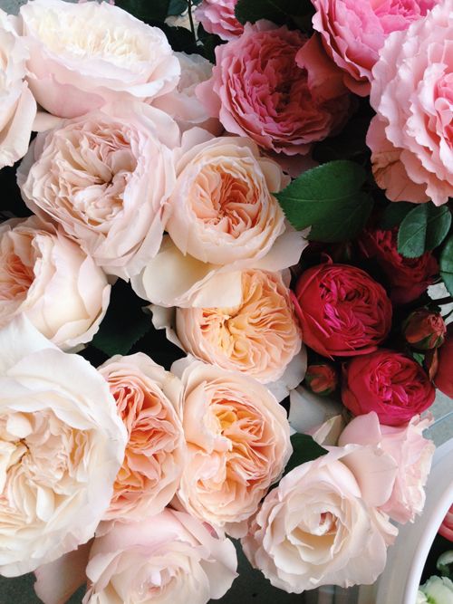 Hochzeit - David Austen Roses