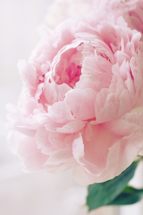 زفاف - الكمال الوردي الفاوانيا
