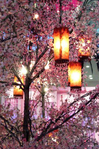 Wedding - Blossom And Lanterns 
