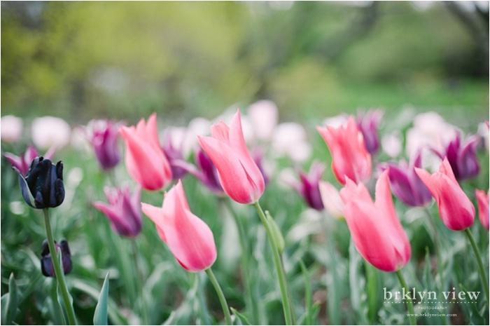 Mariage - Brooklyn Botanic Gardens - tulipes roses