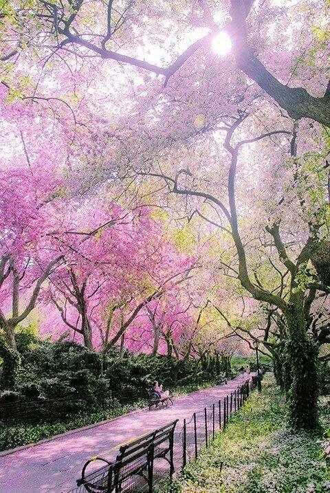 Wedding - Central Park, NY 