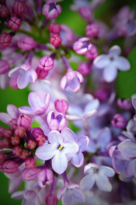 Wedding - Beautiful Bright Lilacs 