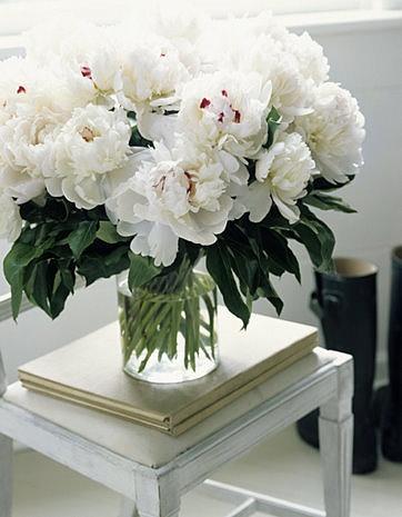 زفاف - نباتات الفاونيا أبيض / /