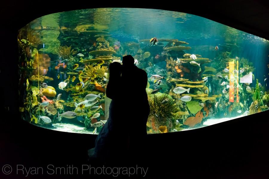 زفاف - صورة ظلية امام حوض السمك