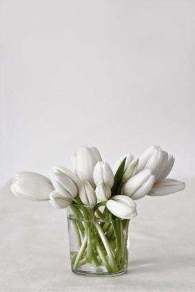 Mariage - Tulipes blanches