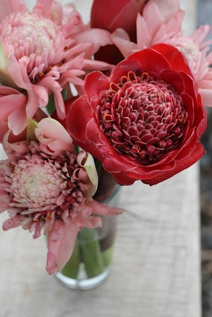Mariage - Protea - fleurs tropicales