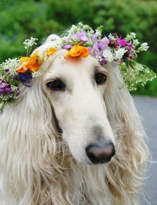 Hochzeit - Blumen-Dog