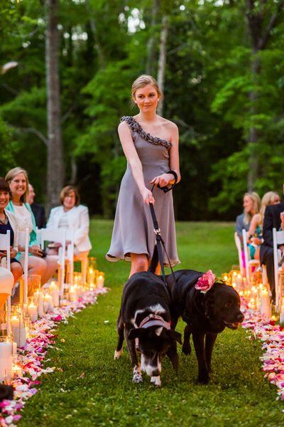 زفاف - الكلاب في حفلات الزفاف