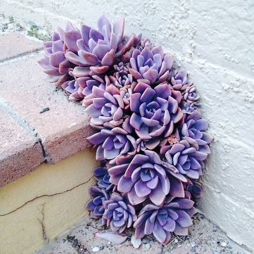 Wedding - Lilac Succulents 