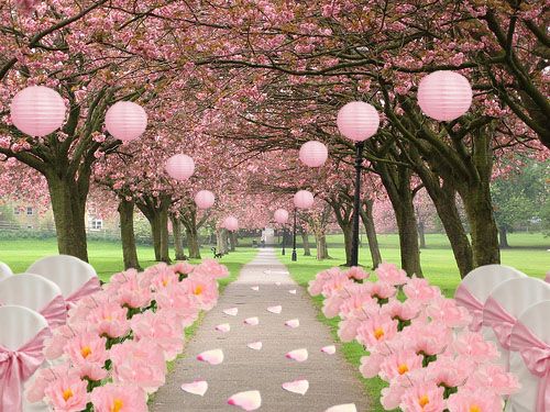 Hochzeit - ♥ ~ ~ ♥ • Kirschblüten-Hochzeit