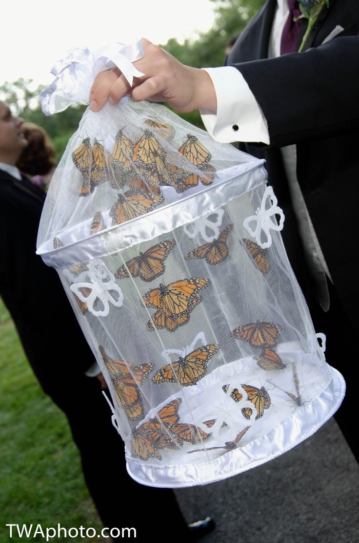 Wedding - Butterfly Themed Wedding