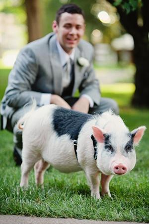 Wedding - Pets @ Your Wedding