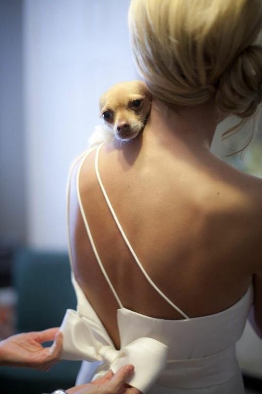 Hochzeit - Dogs At Weddings