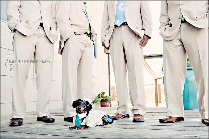زفاف - الحيوانات الأليفة حفلات الزفاف