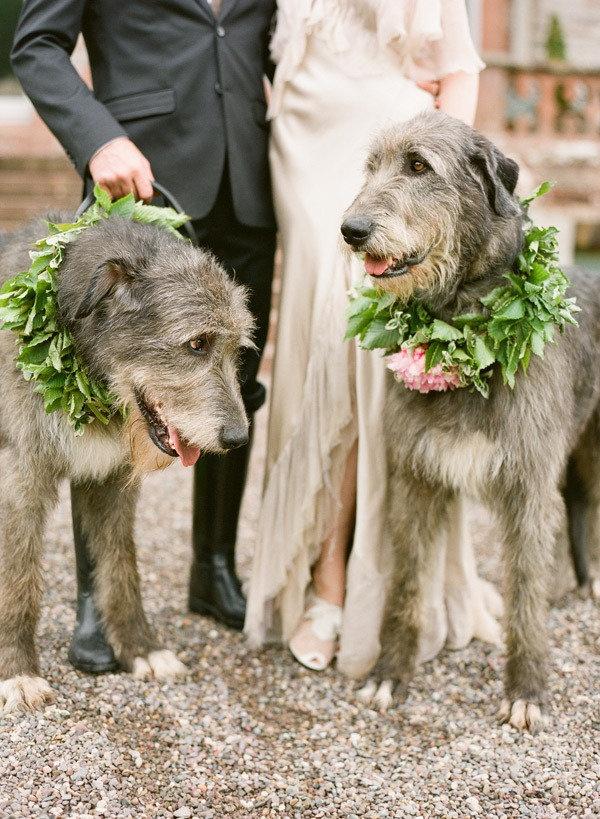 زفاف - حفلات الزفاف - حيوانات أليفة