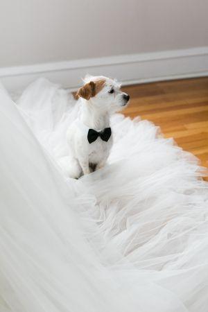 Hochzeit - Hochzeit Haustiere