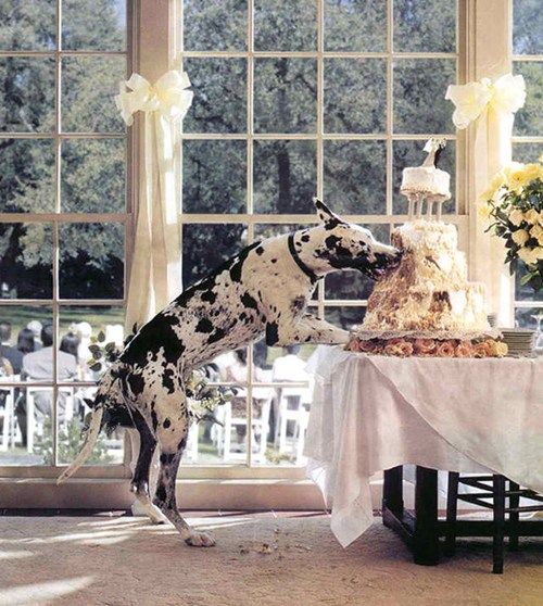 زفاف - حفلات الزفاف - حيوانات أليفة