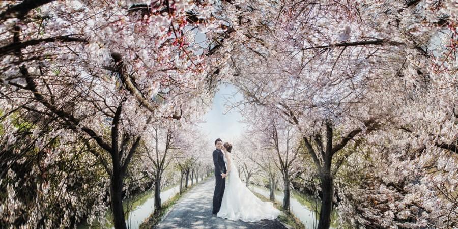 Wedding - [Wedding] Sakura Road