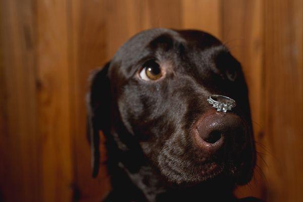 Wedding - Pets In The Wedding